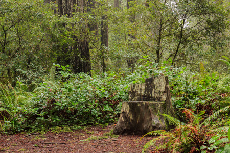 Chair carved from a tree stump in a coastal redwood (Sequoia sempervirens) forestの写真素材