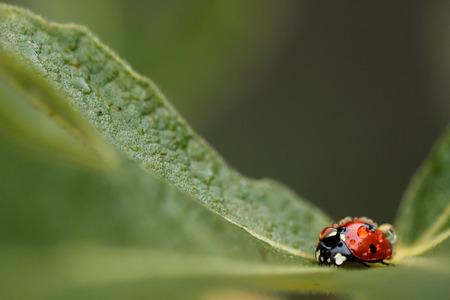 Macro of a cold ladybug in spring covered in water droplets on a green leafの写真素材