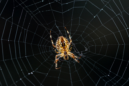 Underside closeup of a pumpkin spider (marbled orb-weaver) on a web with a dark backgroundの写真素材