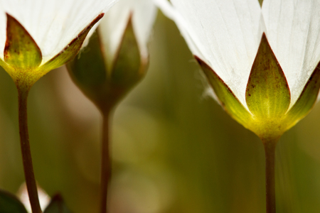 Artistic closeup of white meadowfoam (Limnanthes alba) wild flowers with glowing sepalsの写真素材