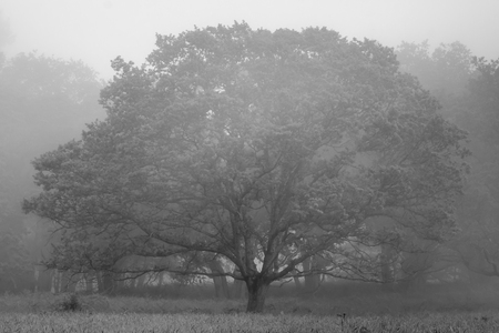 Black and white photo of a beautiful oak (Quercus) tree on a foggy morning in springの写真素材