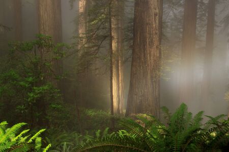Foggy coastal redwood (Sequoia sempervirens) forest in Northern California, in the early morning light.の写真素材