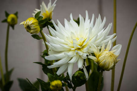 Fresh large white dahlia flowers and buds in a garden against a blurred, off-white background.の写真素材
