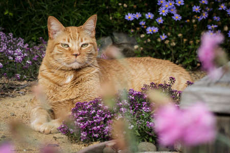 Alert, focused red cat sitting on a pathway in a home garden amidst purple allyssum flowers.の写真素材