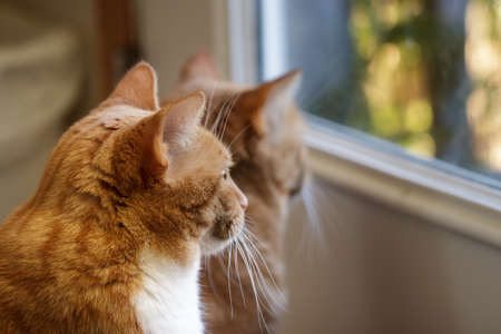 Red tabby cats intently staring out a window at birds.の写真素材