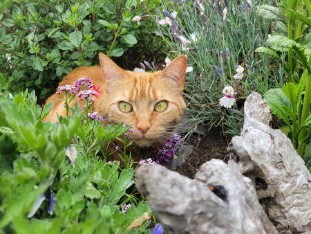 Red tabby cat hiding in the shrubs among flowers.の写真素材