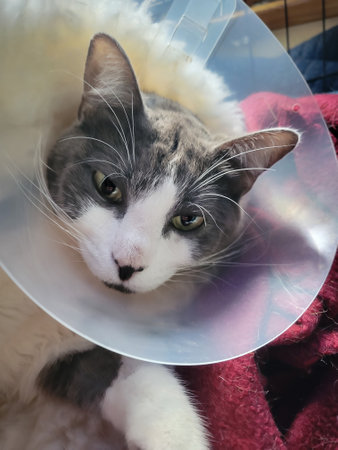 Grey and white cat wearing a cone and drugged up after surgery.の写真素材