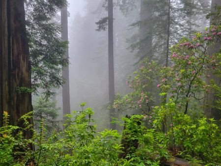 Redwood forest on a foggy day with blooming rhododendrons in the mist.の写真素材