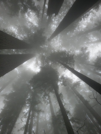 Canopy of a coast redwood - Sequoia sempervirens - on a foggy day.の写真素材