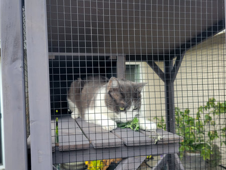 Cat eating catnip in a outdoor enclosure known as a catio.の写真素材