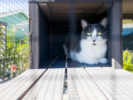 Cat sitting in an outdoor enclosure known as a catio.の写真素材