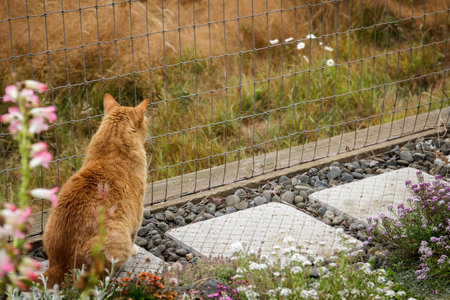 Orange tabby cat gazing out at a meadowの写真素材