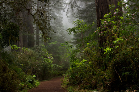 Trail through a redwood forest on a foggy day with flowering rhododendronsの写真素材