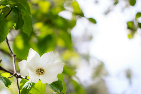 Large white dogwood flower against a blurred backgroundの写真素材