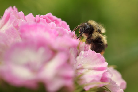 Closeup of a bumble bee collecting pollen from a pink flower in the gardenの写真素材