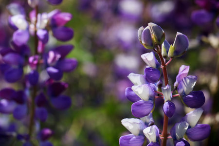 Closeup of purple lupine wildflowers in a meadowの写真素材