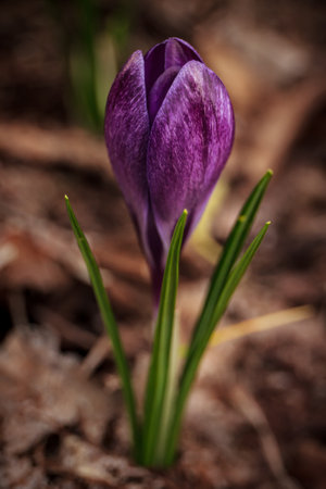 Closeup of a purple crocus flower in the spring, that is getting ready to spread its petals.の写真素材
