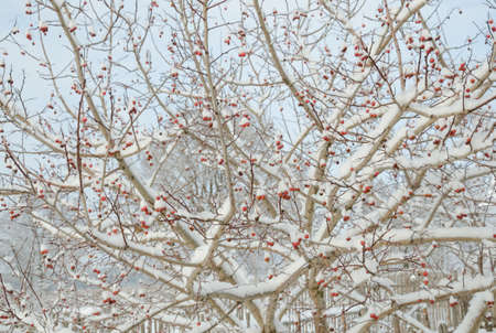 Hawthorn with red fruits in the winter.の写真素材