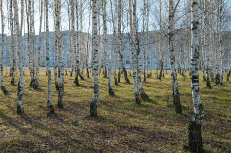 Young birch trees on a background of city buildings.の写真素材