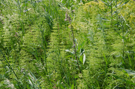 Different summer green grass closeup. Natural backgroundの写真素材