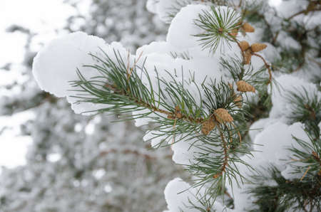Pine branch with cones covered with snow.の写真素材