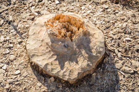Stump with beaver teeth marks. A lot of wood chips the around stump.