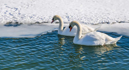 Two mute swan (Cygnus Olor). A pair of mute swans swimming near the ice edge.の写真素材