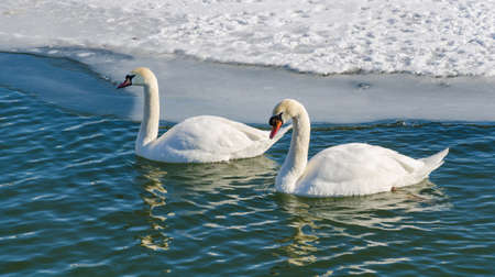 Two mute swan (Cygnus Olor). A pair of mute swans swimming near the ice edge.の写真素材