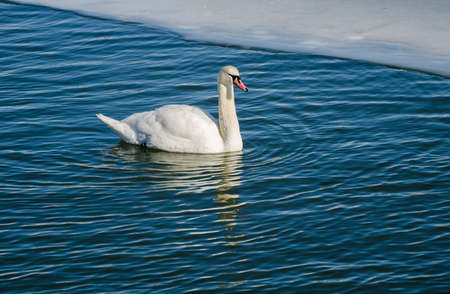 A lone mute swan on the water. Swan floating on the water near the ice edge.の写真素材