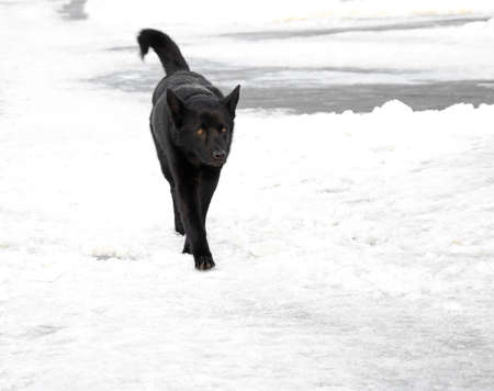 Black dog. The black stray dog ??gracefully goes on snow.の写真素材
