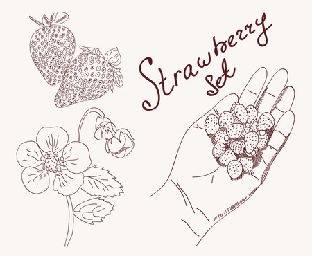 Great collection of hand drawn strawberries isolated on white background.のイラスト素材