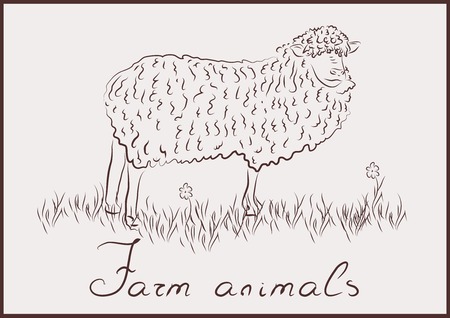 Domestic sheepのイラスト素材