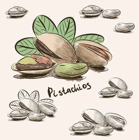 Pistachio nut isolated on white background.のイラスト素材