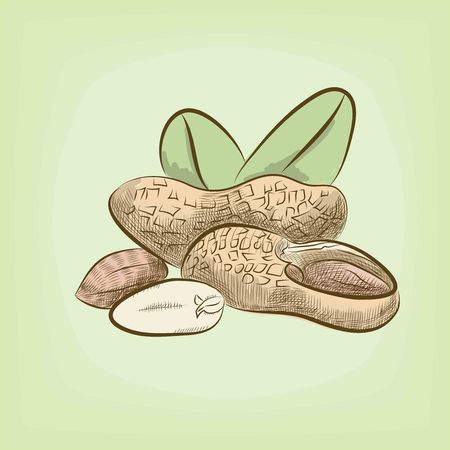 Peanuts label and icons set. Vectorのイラスト素材