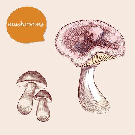 Collection of hand-drawn mushrooms, vector illustration in vintage style.のイラスト素材