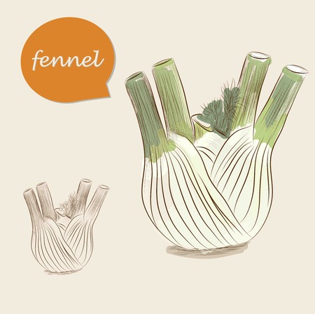 Fennel isolated on white backgroundのイラスト素材
