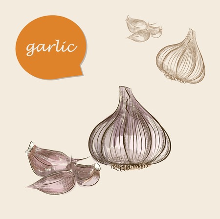 Fresh garlic isolated on white backgroundのイラスト素材