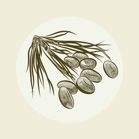 Pine Nut Seamless Patternのイラスト素材