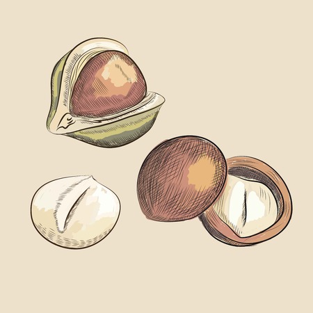 macadamia nuts. vector sketches. handmade. draw by Wacomのイラスト素材