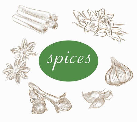 herbs and spices. vector sketchesのイラスト素材