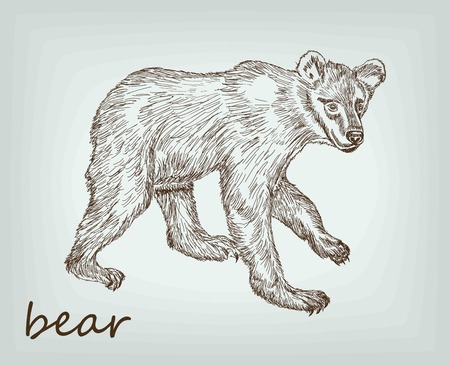 bear. wildlife animals. vector sketchesのイラスト素材