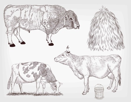 cow set of two cows and bull on backgroundのイラスト素材