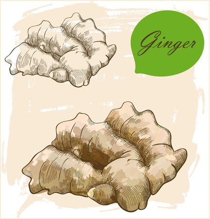 Vintage retro background with hand drawn sketch ginger rootのイラスト素材