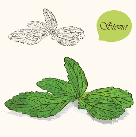 Stevia  leaves isolated on  backgroundのイラスト素材