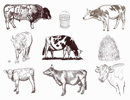 mammals - vector set of different tipe of cowsのイラスト素材