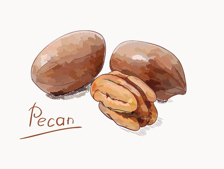 Pecan nuts, isolated on white background illustration.のイラスト素材