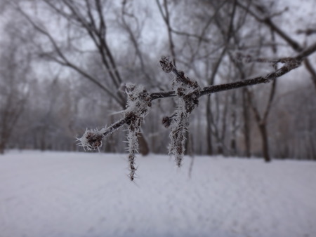Branch in frost growing on the rightの写真素材