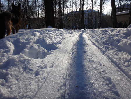 Sunny day in winter parkの写真素材