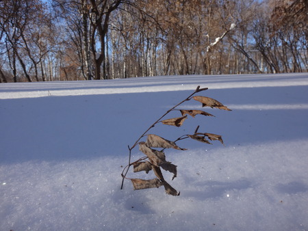Winter day with sunの写真素材