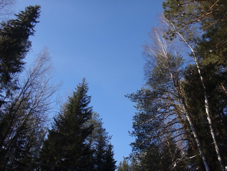 Forest in the springの写真素材